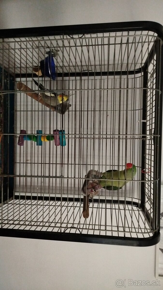 Korela Alexander Veľký - 6