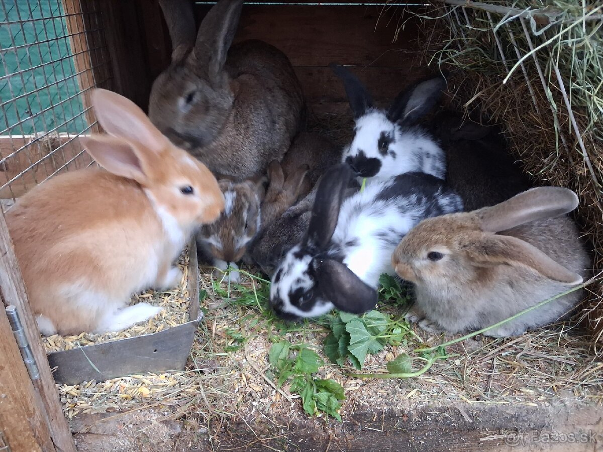 Predám králiky /zajace - 6
