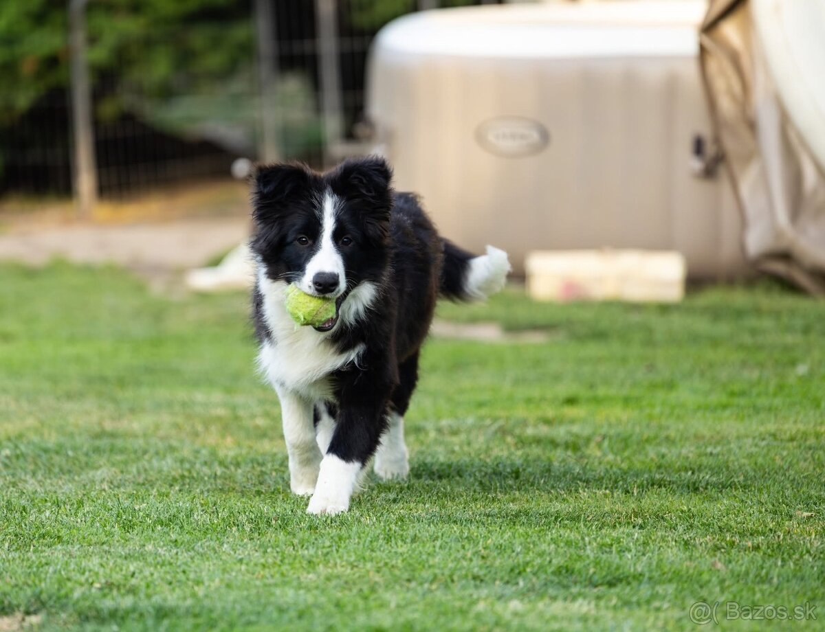 Border kólia s průkazem původu - 6