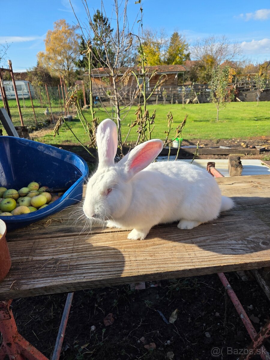 Samcov kralikov nar april 2025 - 6
