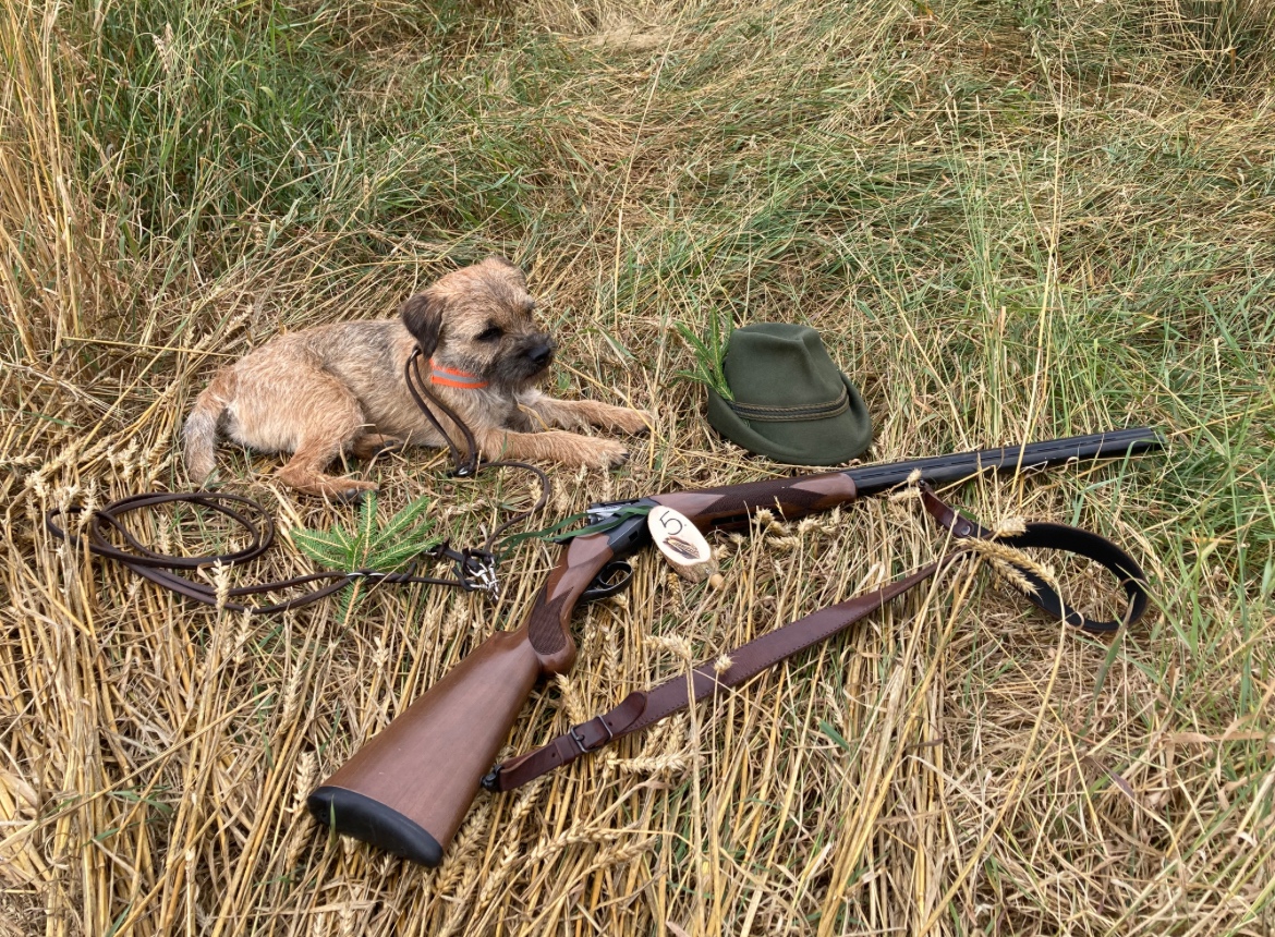 Border terrier - 6