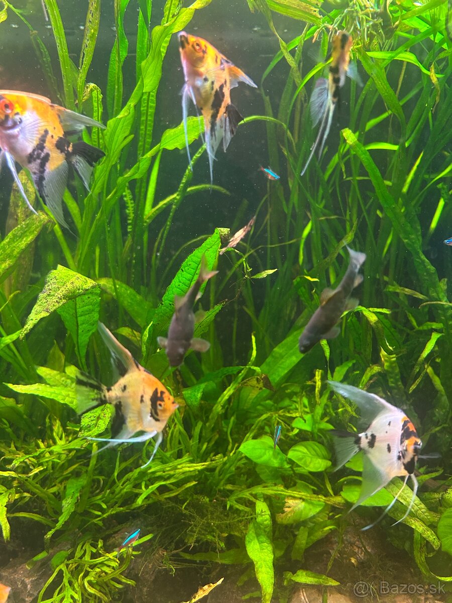 Skalar Koi/Red Devil - 6