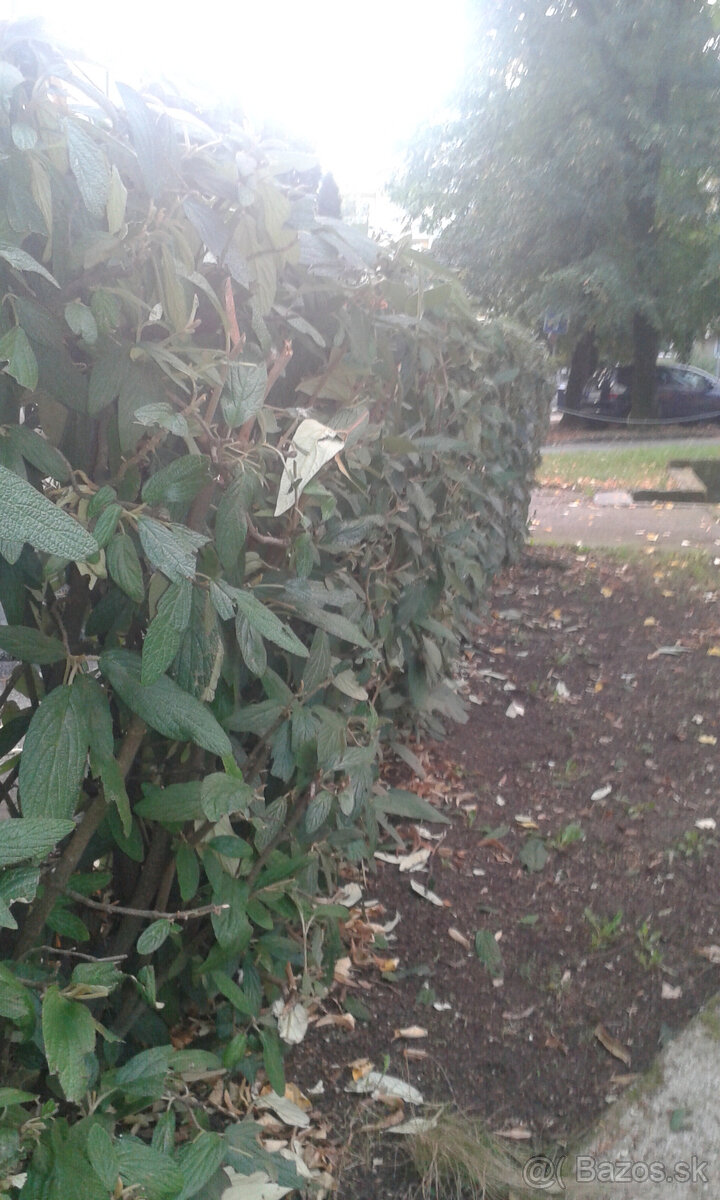 drevina KALINA VRÁSČITOLISTÁ - 6