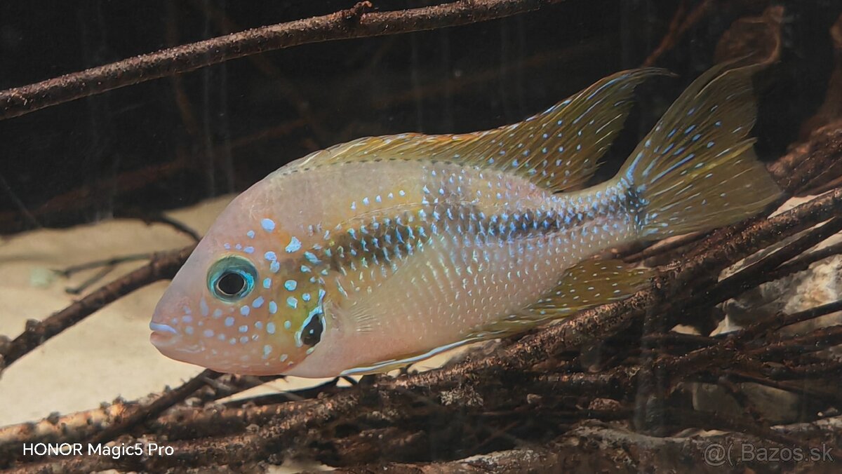 Americké cichlidy - 6