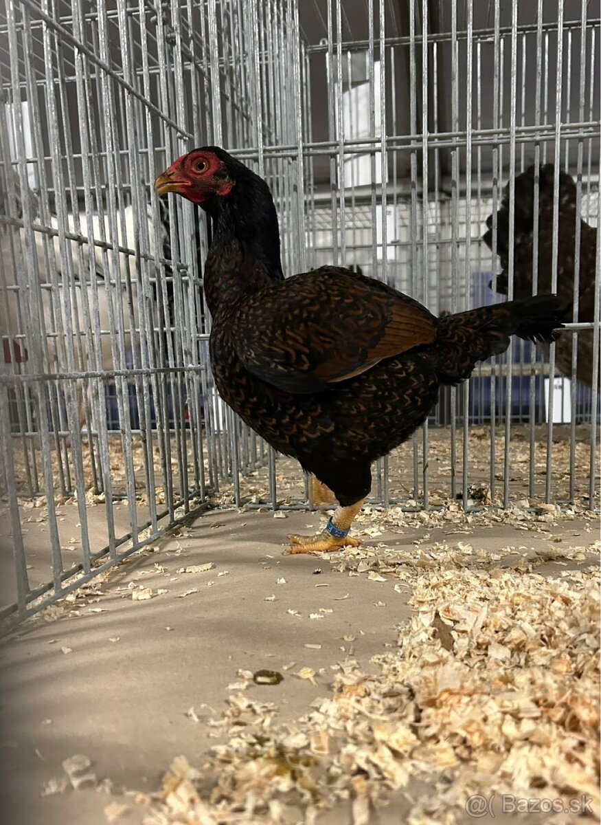 Zdr. Indická bojovníčka bažantia hnedá - 6