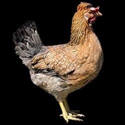 Ponúkam na predaj mladé nosnice pred znáškou - 6