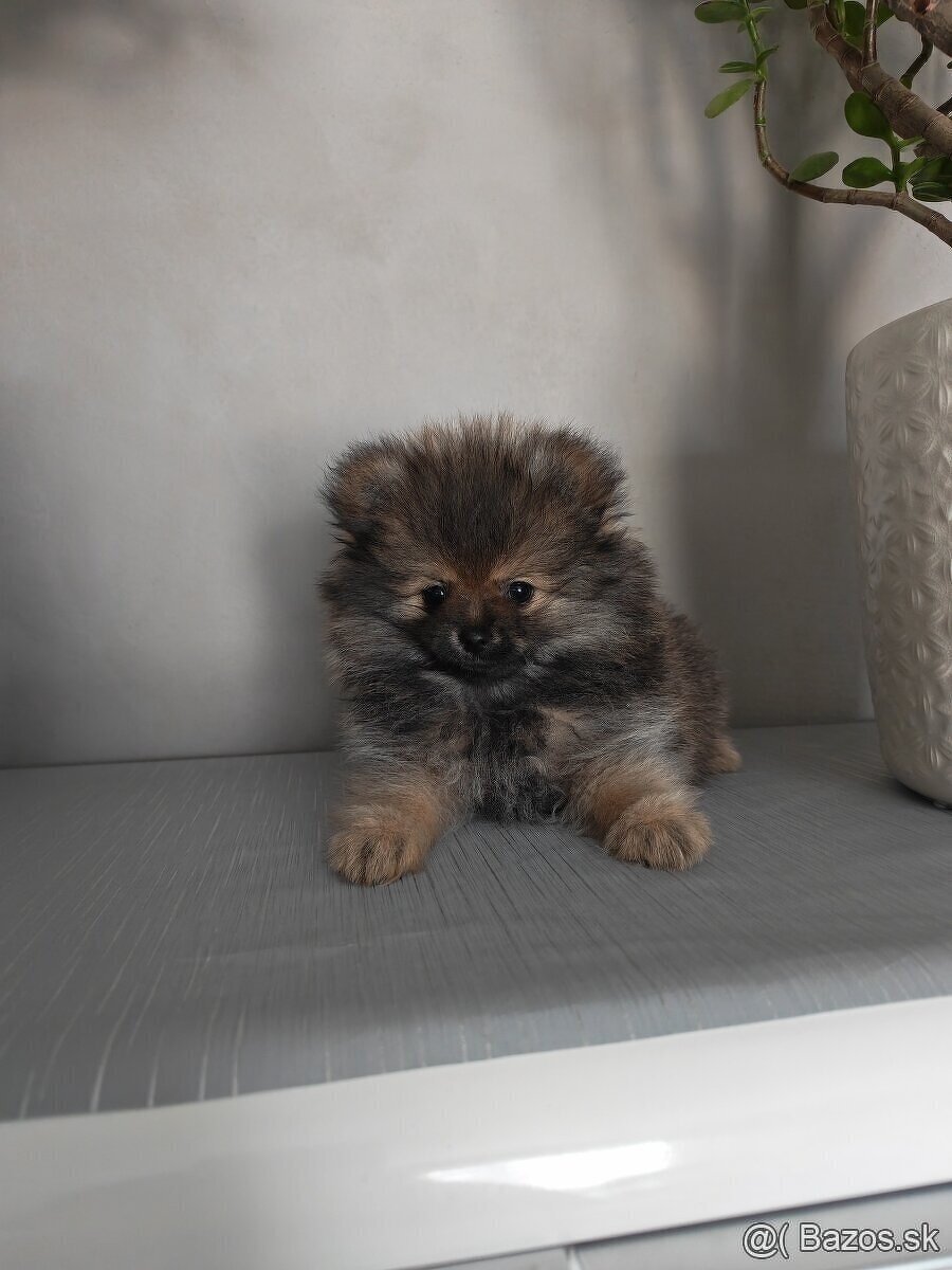 Pomeranian - 6