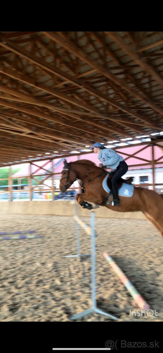 Predám kobylku - 6