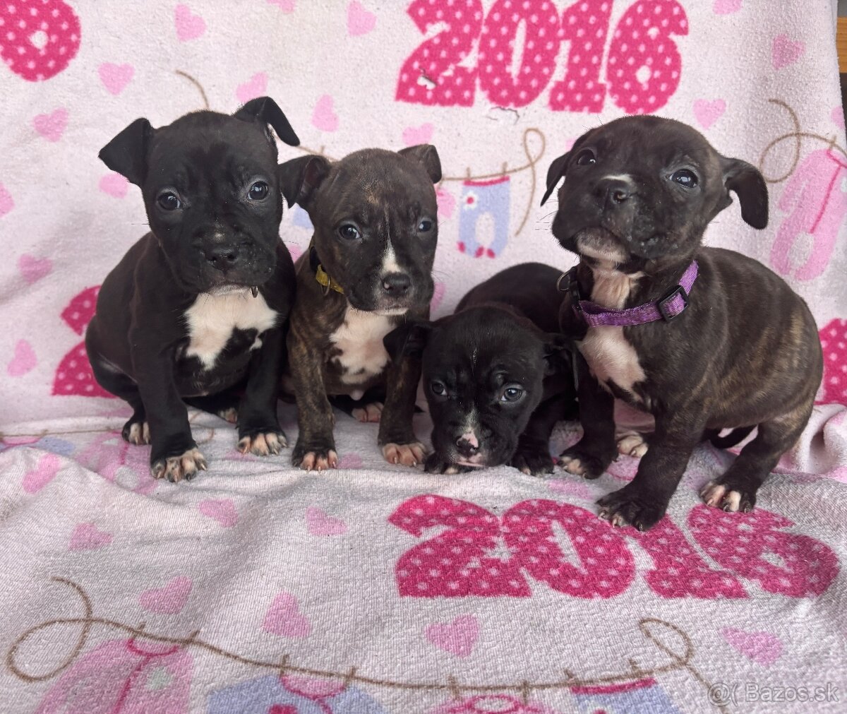 Americký stafordsirsky terier, Stafford, amstaf - 6