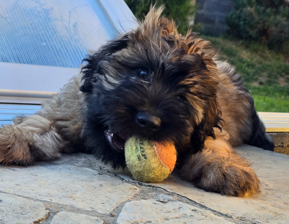 Katalánsky ovčiak s PP FCI - 6