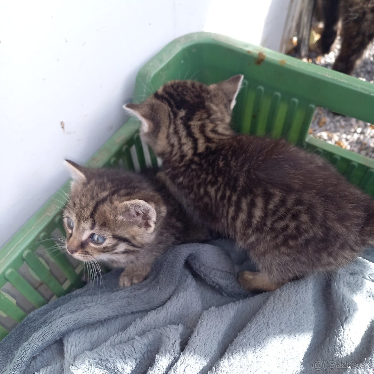 Darujem 6mačiatok - 6