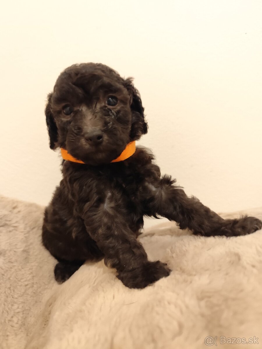 Pudel trpasličí - 6