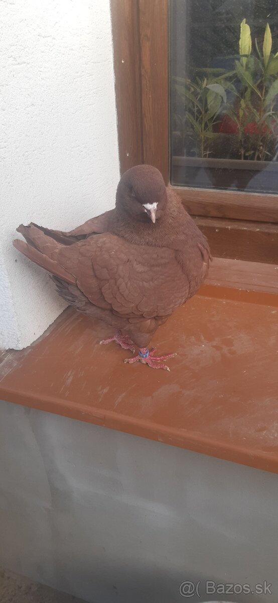 Americký King 2024. - 6