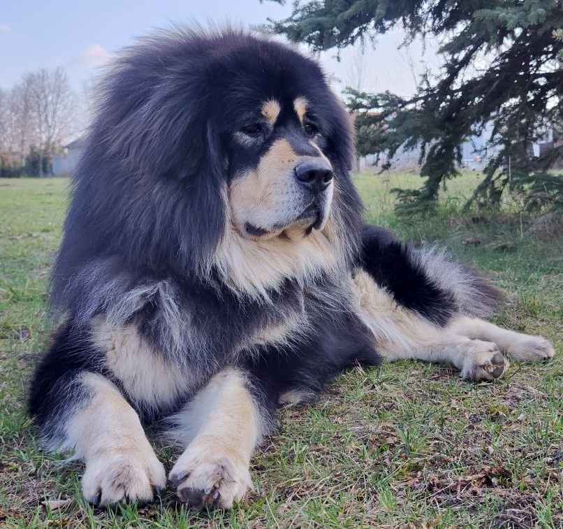 Tibetská doga - šteniatka s PP - 6