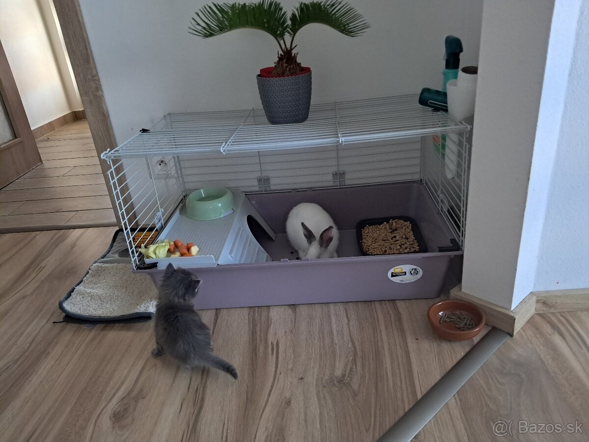 Zakrslý zajko + klietka - 6