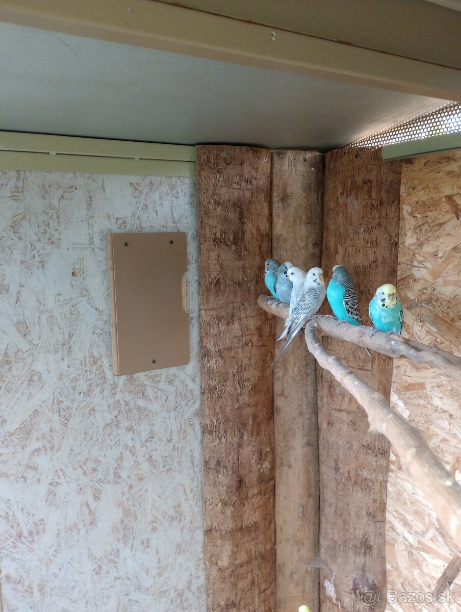 Predám papagáj spevavy korela a andulky - 6