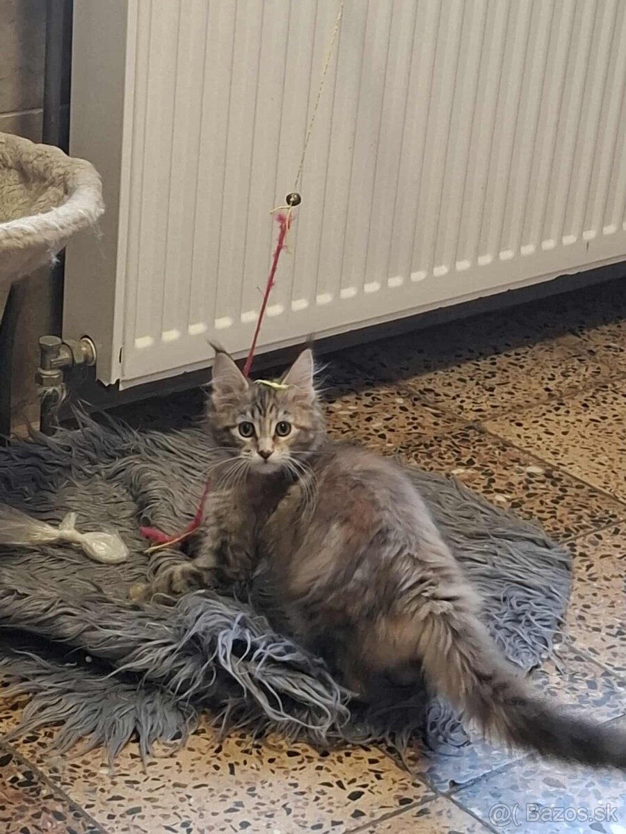 Mainska myvalia, MCO - 6