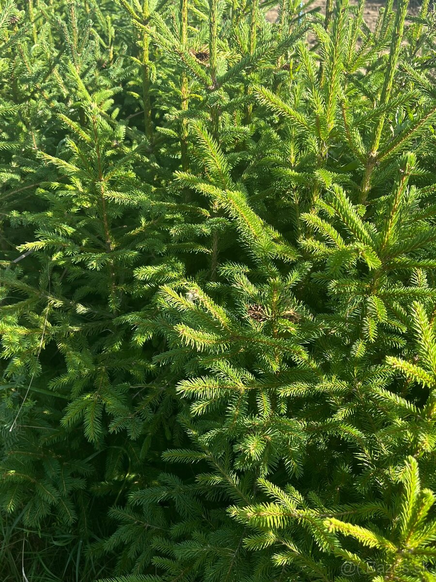 Predám krásne smreky a jedle.🌲 - 6