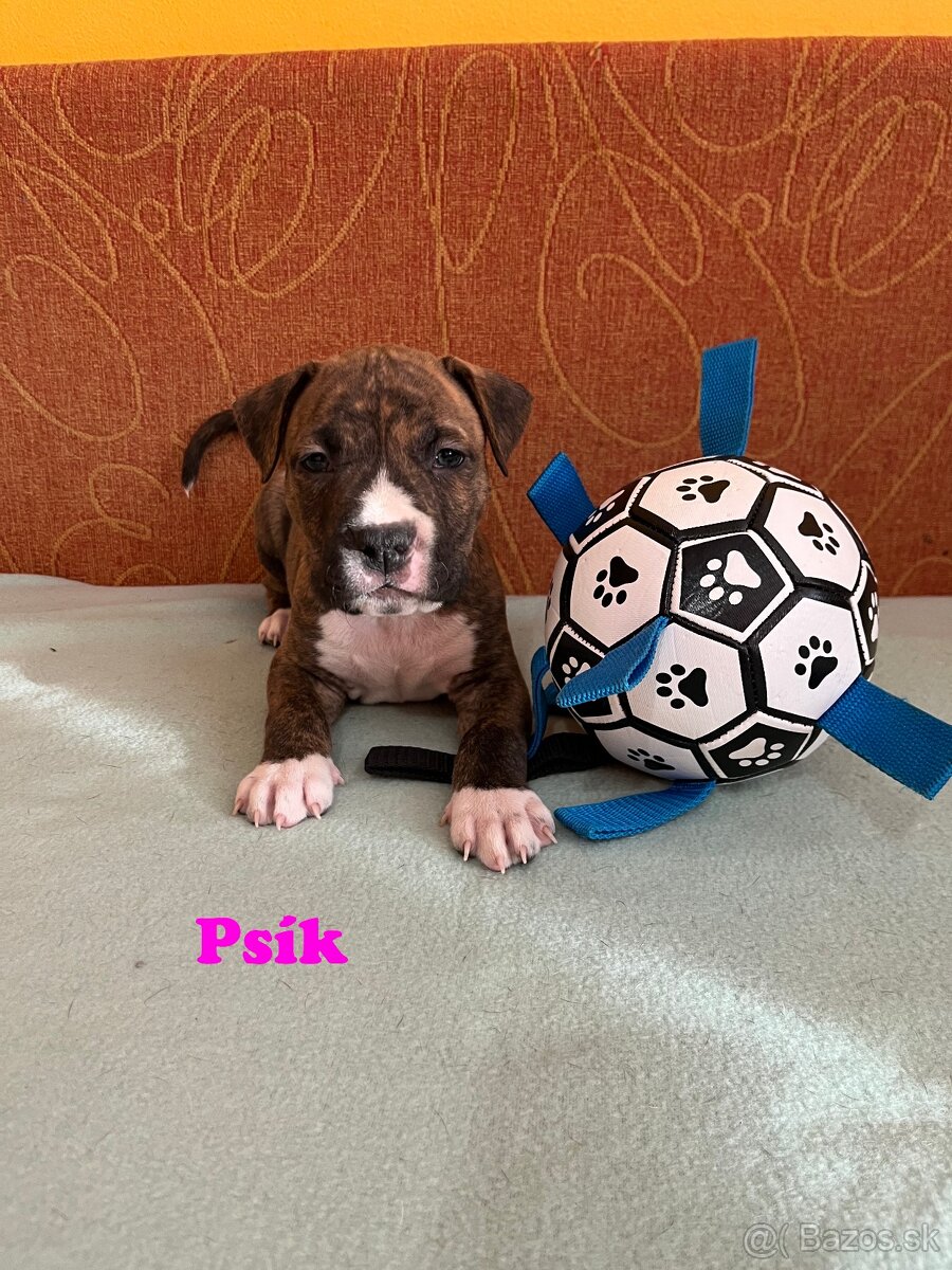 Americky Stafordšírský Terier šteniatka - 6