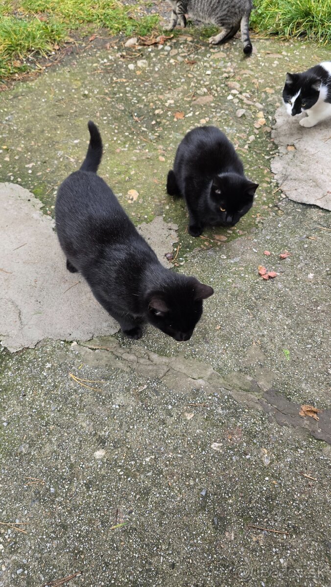 Darujem mačičky - 6