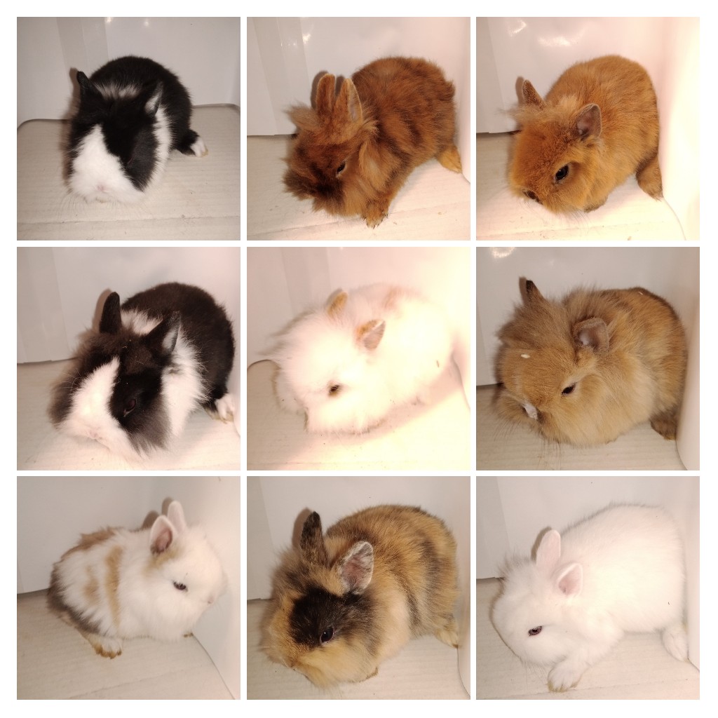 Králik zdrobnelý, zakrslý - 6