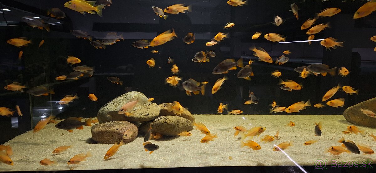 Africke cichlidy malawi - 6