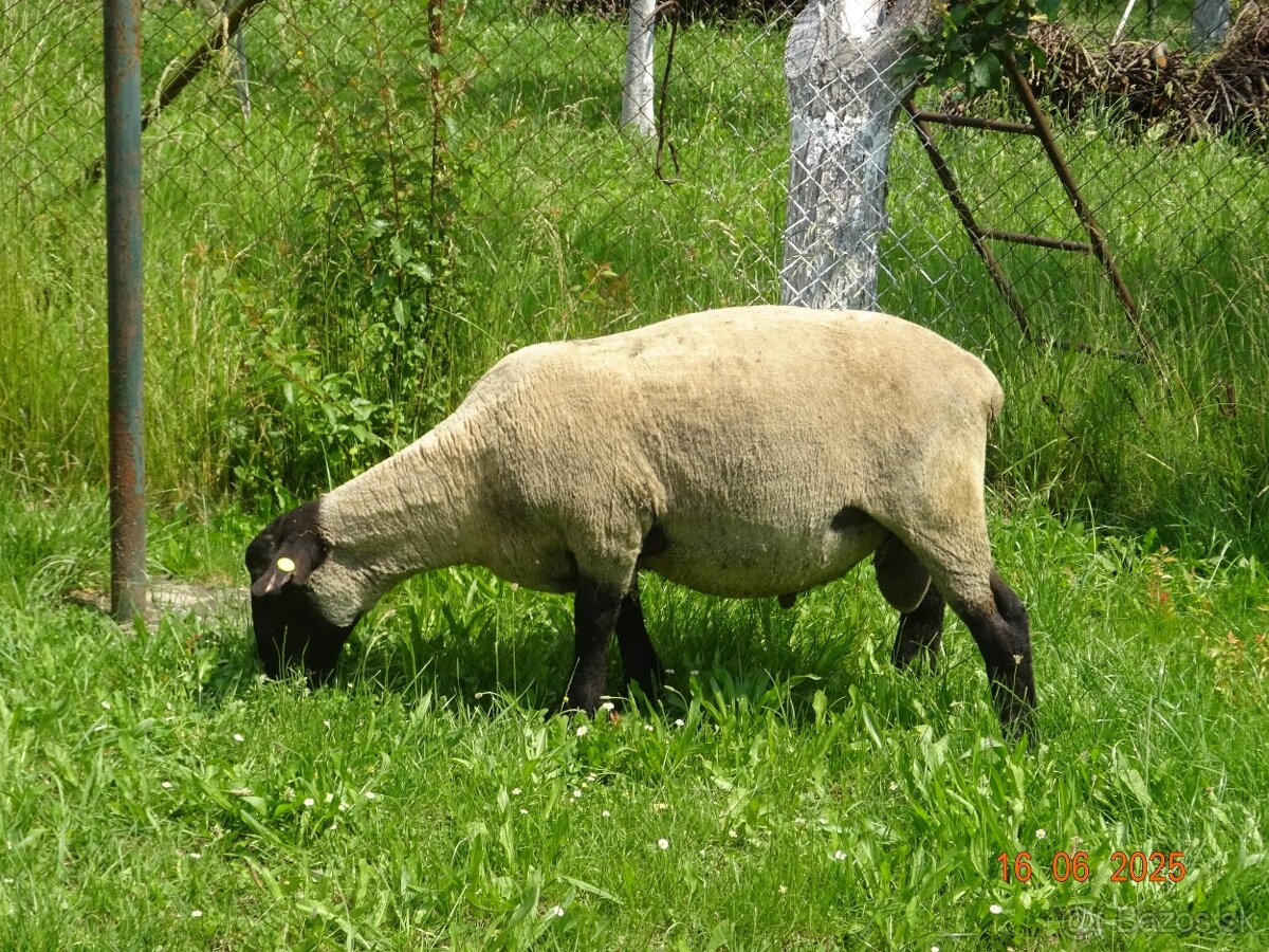 Plemenné barany Suffolk s POP - 6