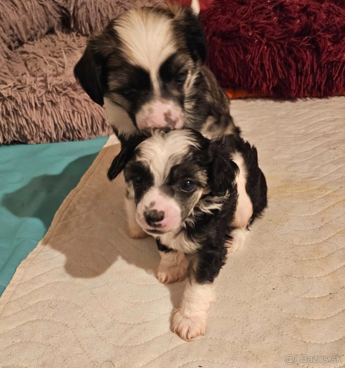 ČÍNSKÝ CHOCHOLATÝ PES/ labutěnka/naháč - 6