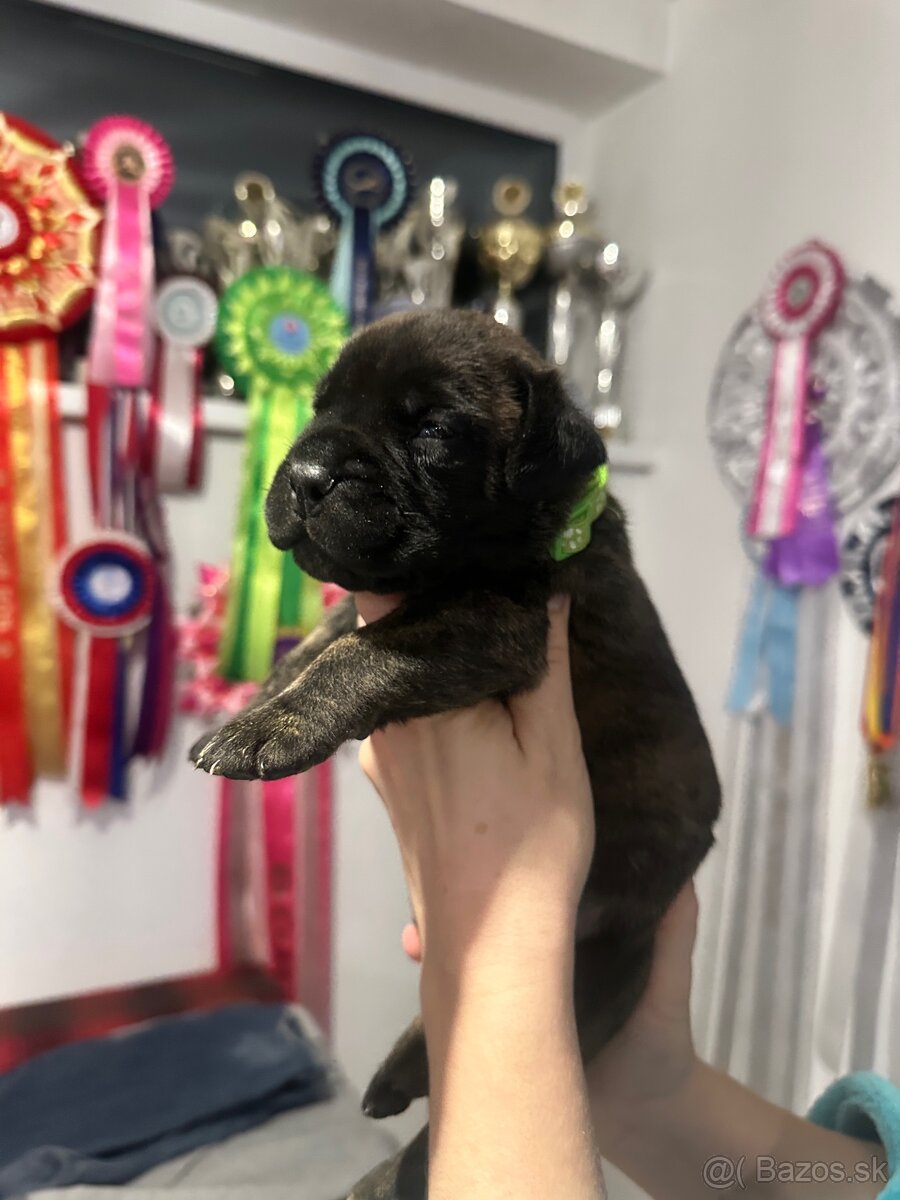 Šteniatka Bullmastiff - 6