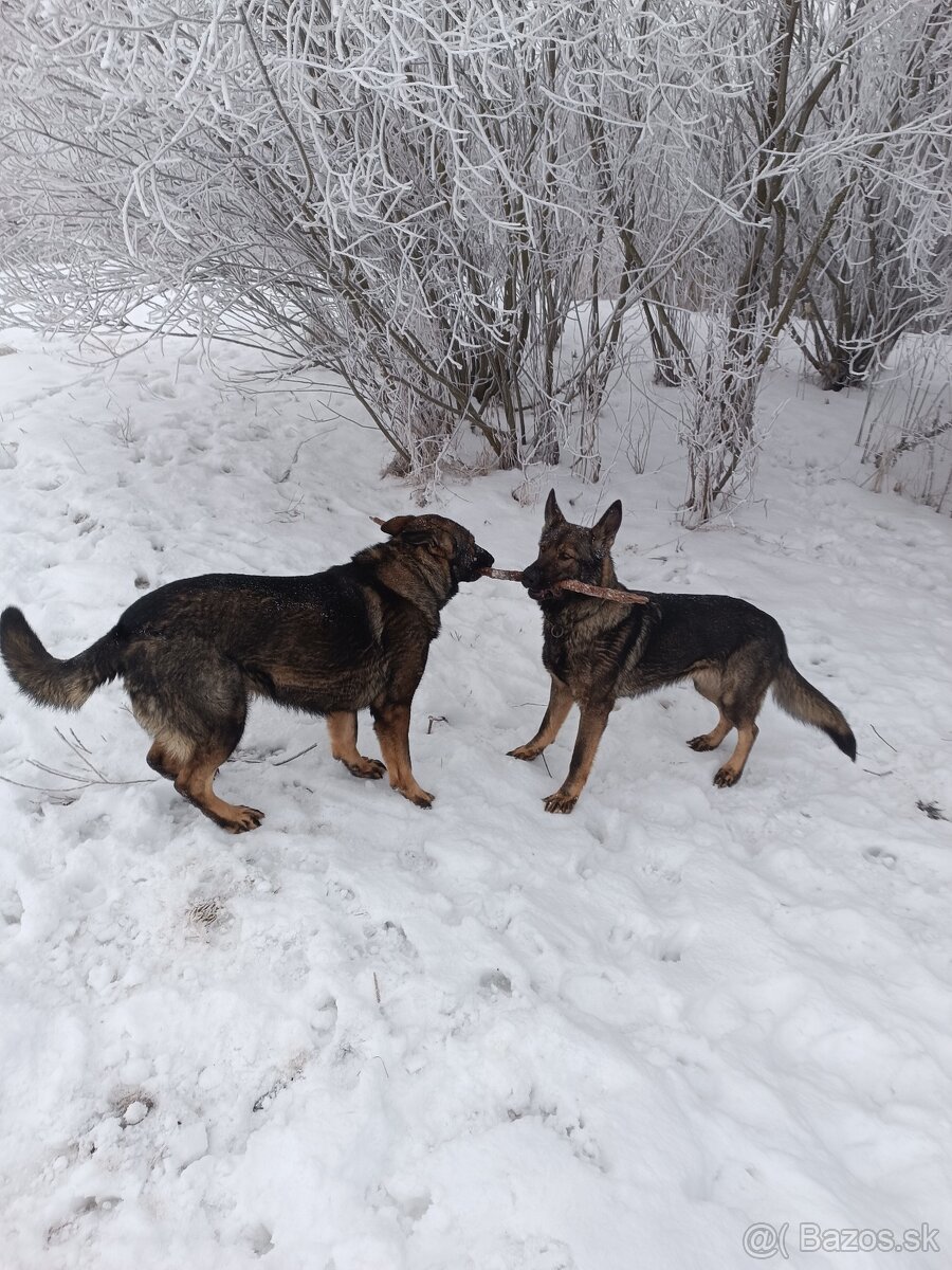 Nemecký ovčiak - 6