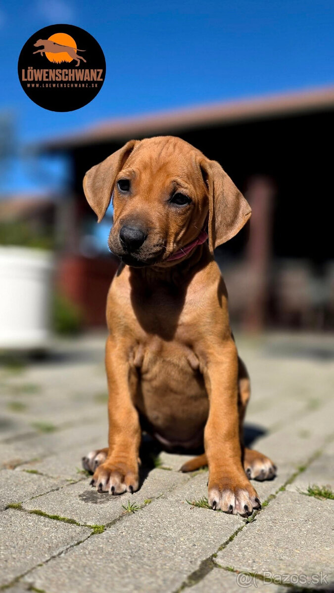 Rhodesian Ridgeback / Rodézsky ridgeback s fci PP - 6