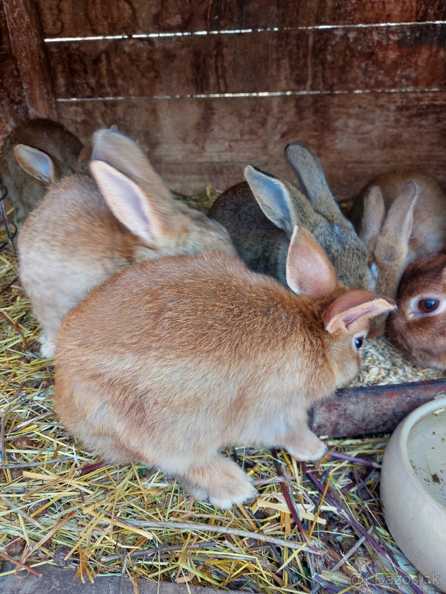 Mladé králiky - 6