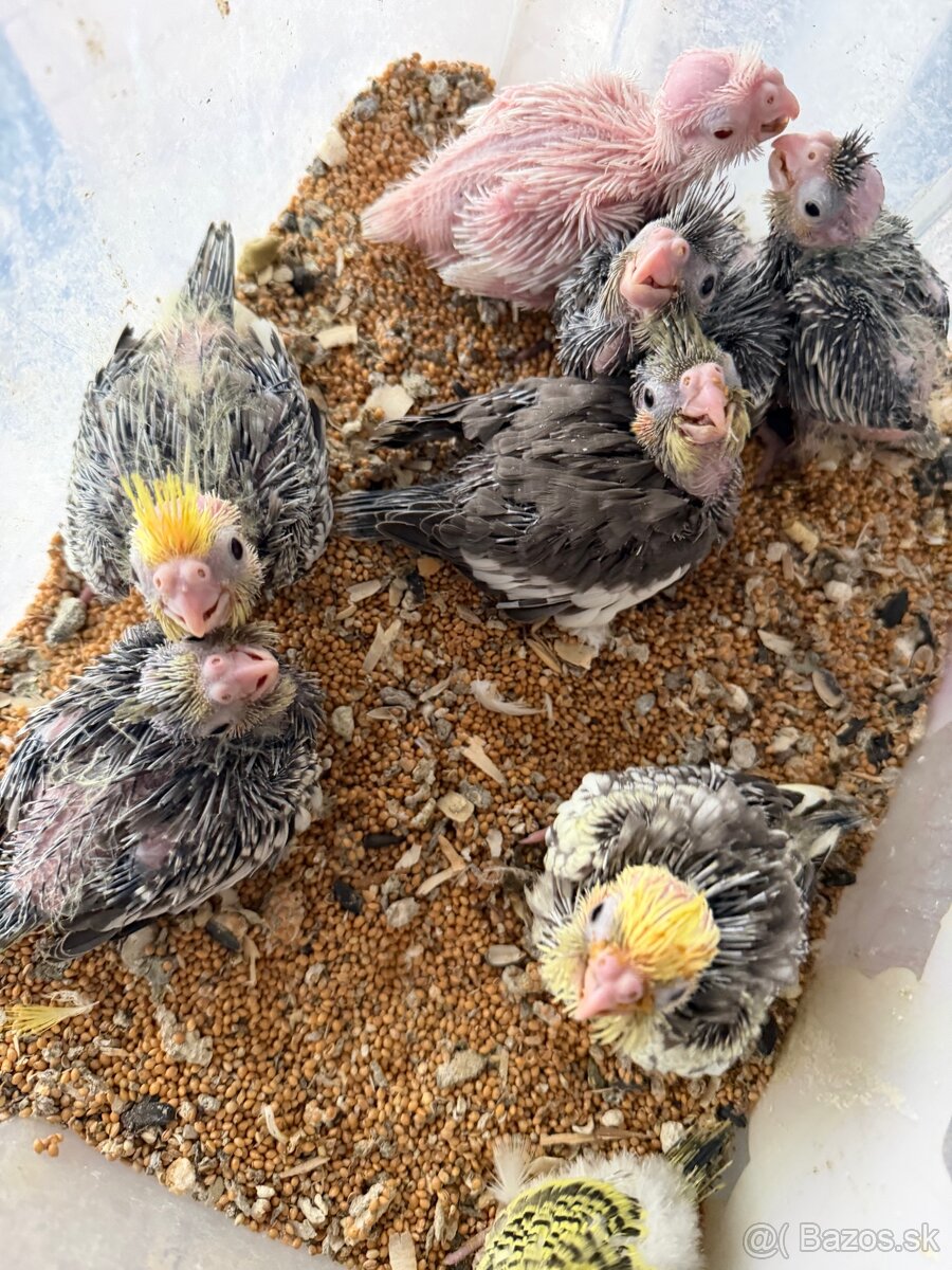 Korely ručne dokrmene. Rezervácie - 6