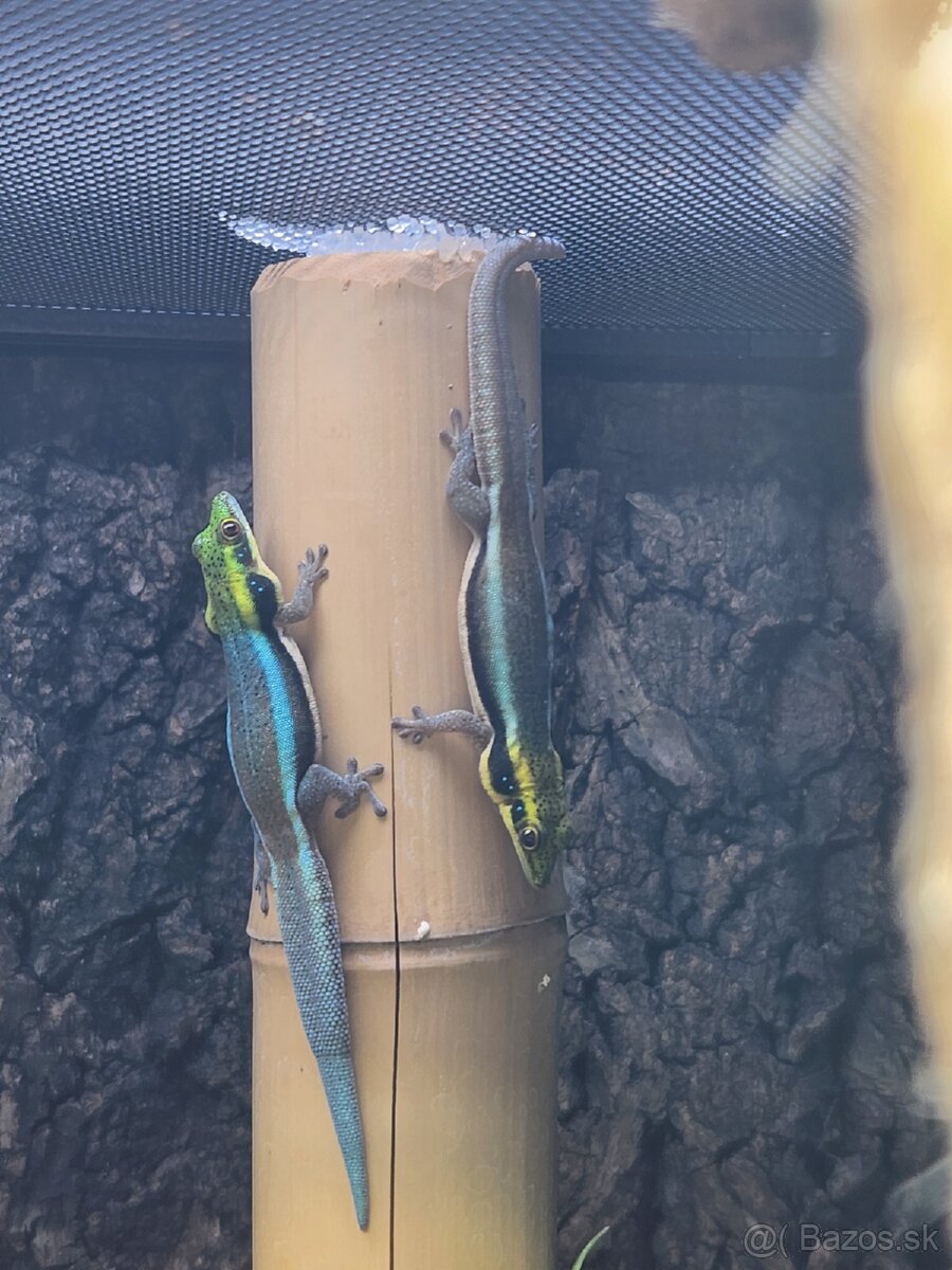 predám Phelsuma klemmeri 2+3 - 6
