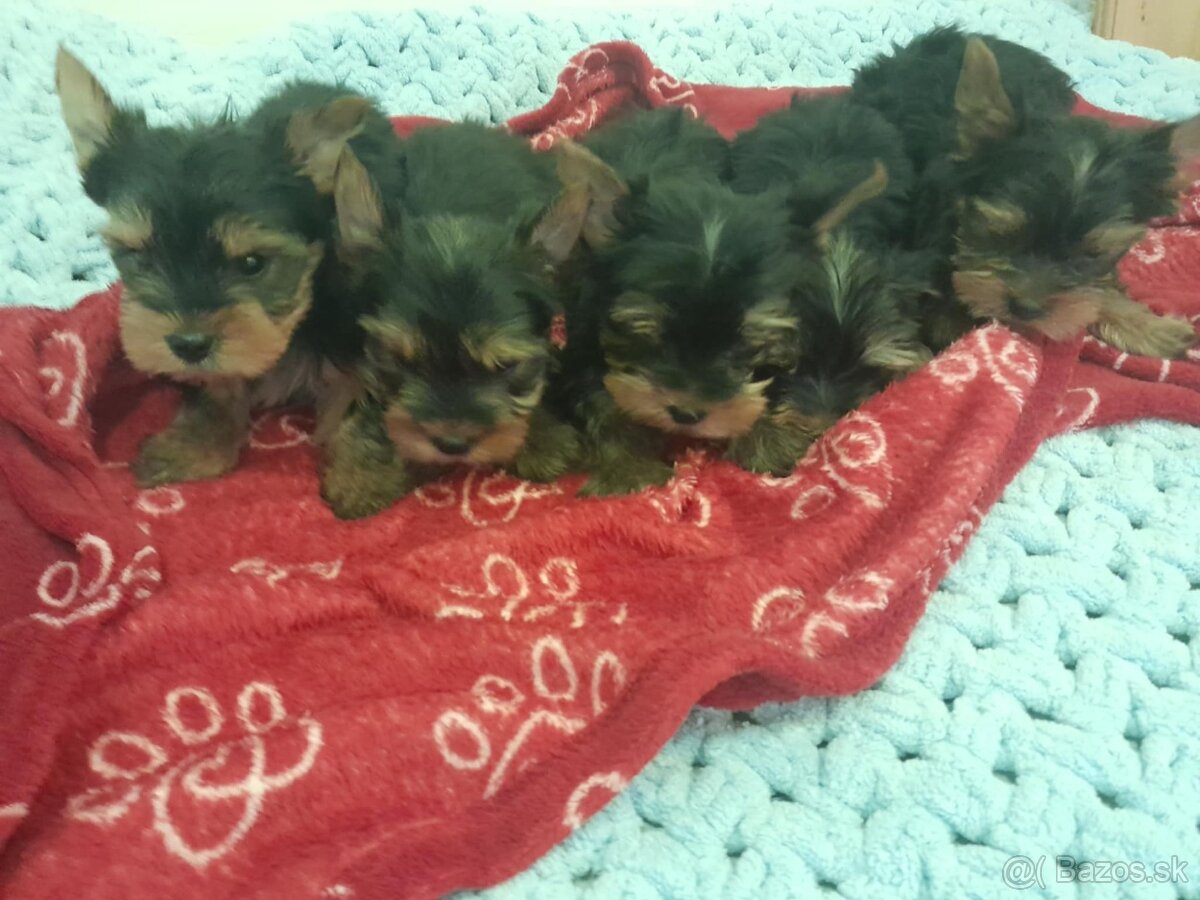 Yorkshire teriér Yorkshir - 6