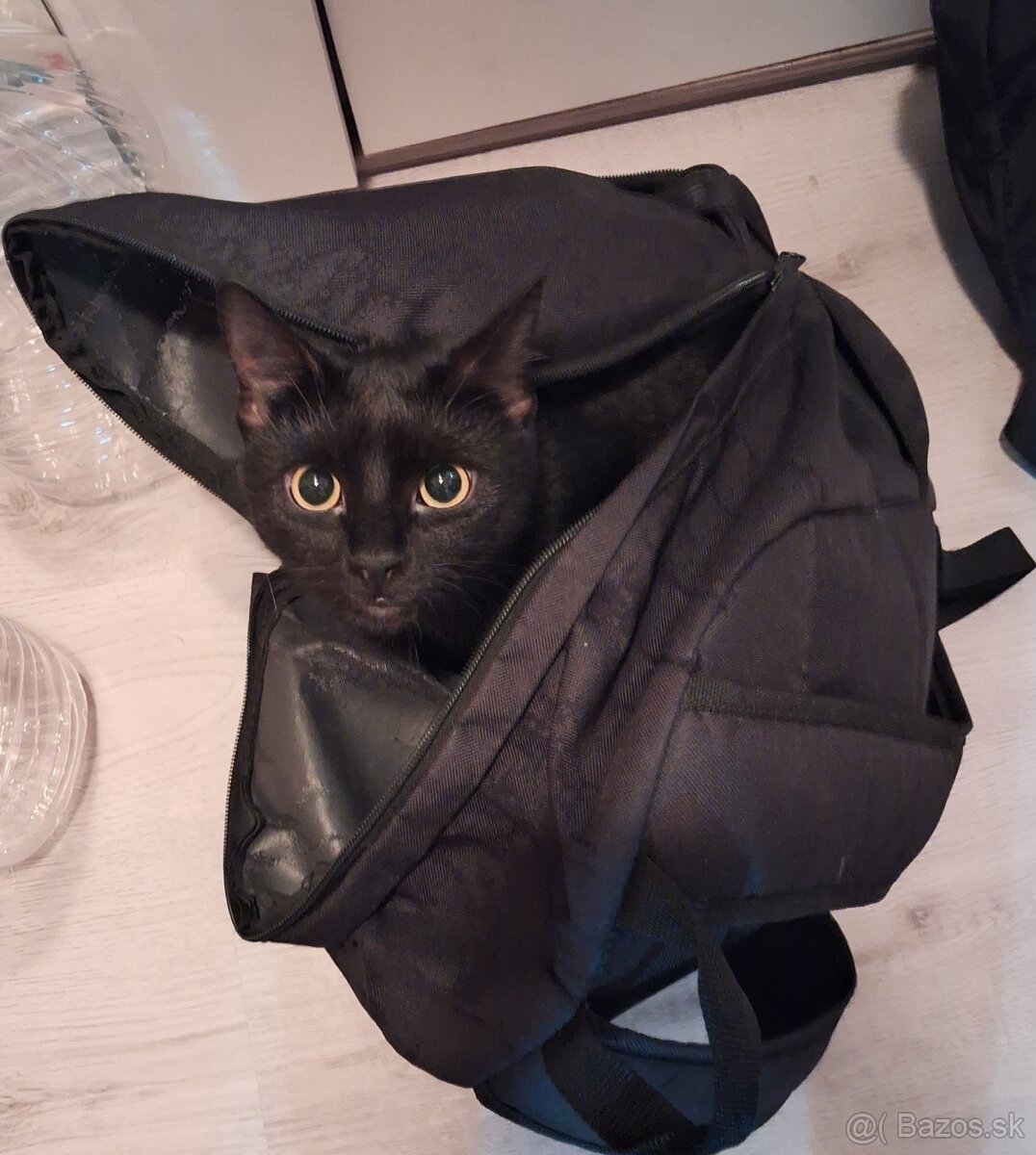 Darujem mačičku - 6