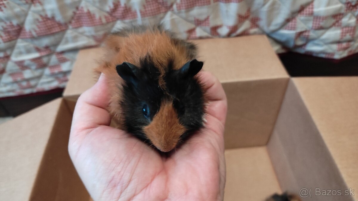 Morské prasiatka - 6