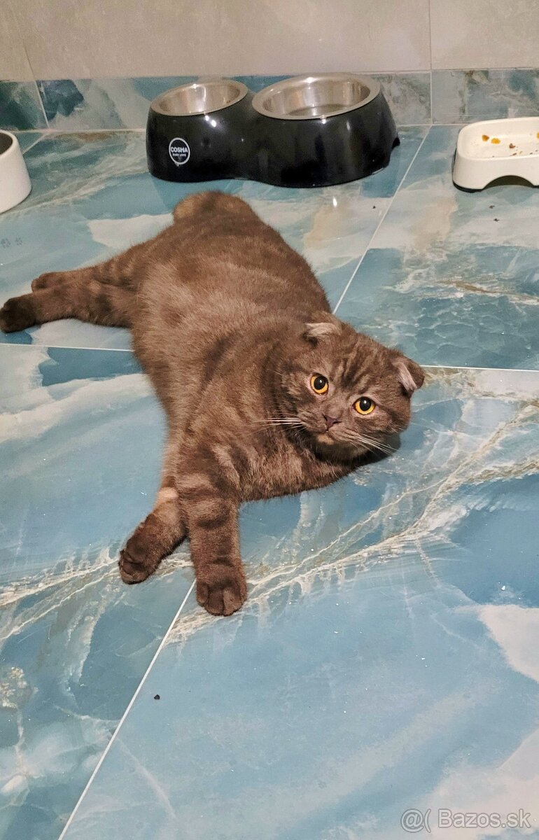 Škótske mačiatka s PP/F.TICA 25 - 6