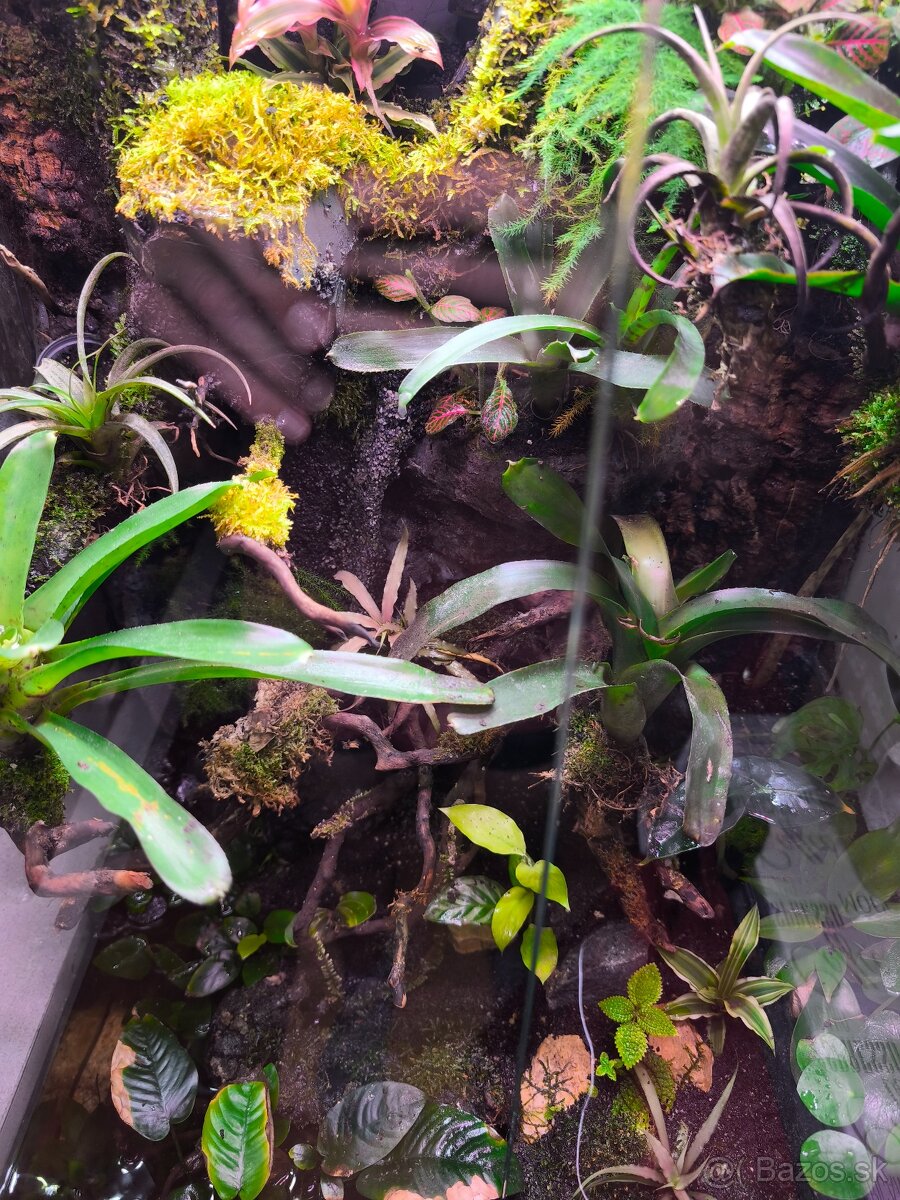 Predám terárium - 6