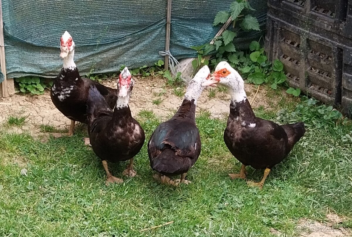 Na predaj Cholmogorské husi, husatá +pižmové a indické kačky - 6