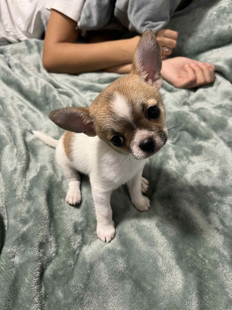 Čivava kratkosrstá - 6