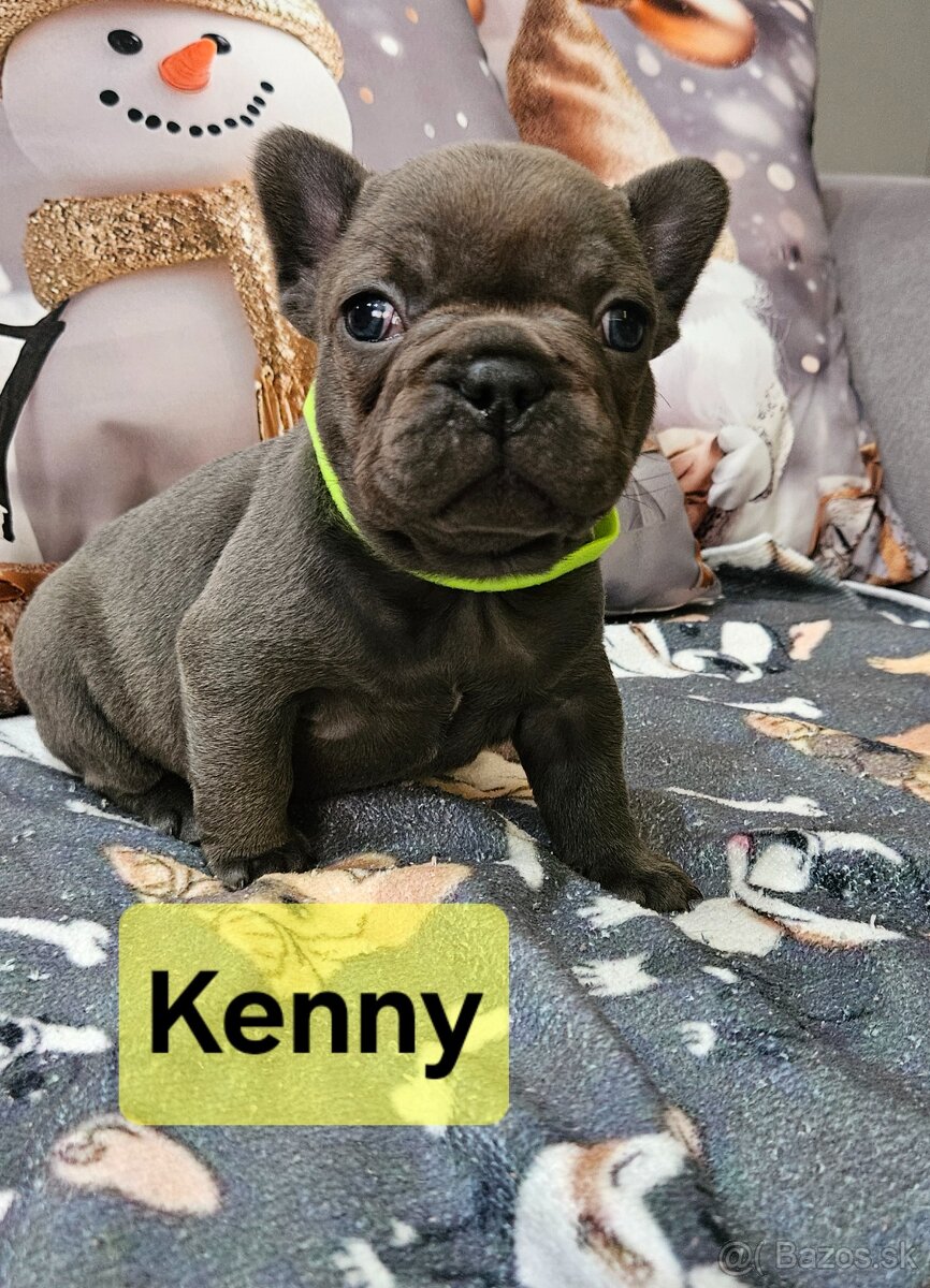 Francúzský buldoček - 6