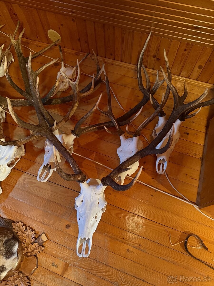 Poľovnícke trofeje - 6