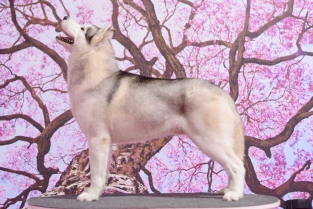 Šteniatka Husky s PP - 6