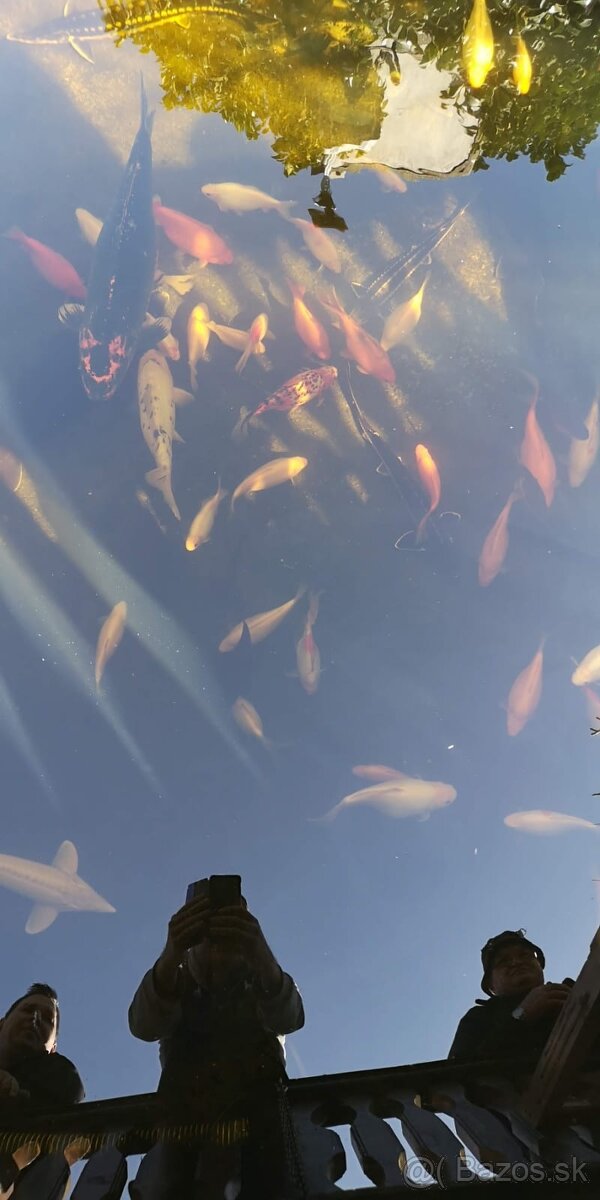 Koi kapor - ✅Koi kapre✅ - 6