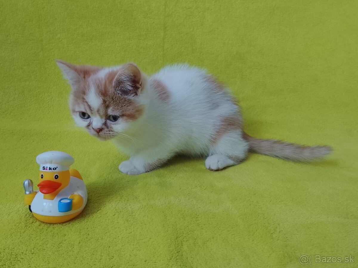Exotické britské mačiatka - 6