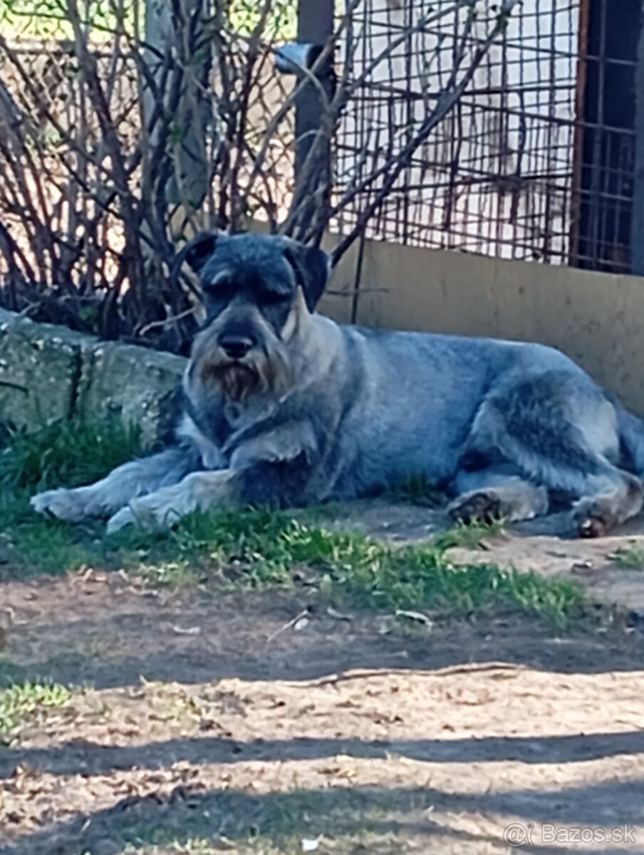 Predám šteniatka Bradáča stredného - 6