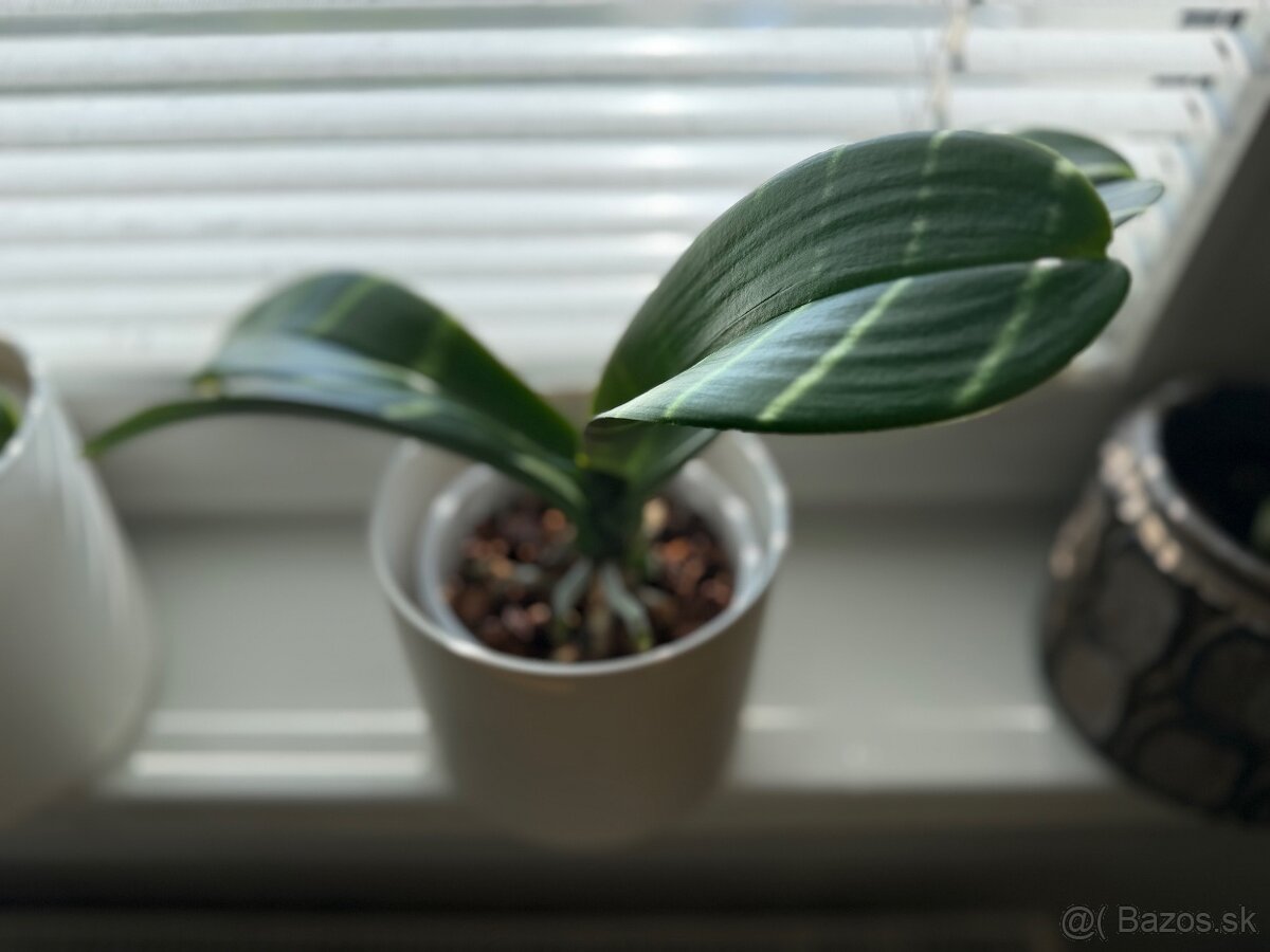 Zbierka orchideí - 6