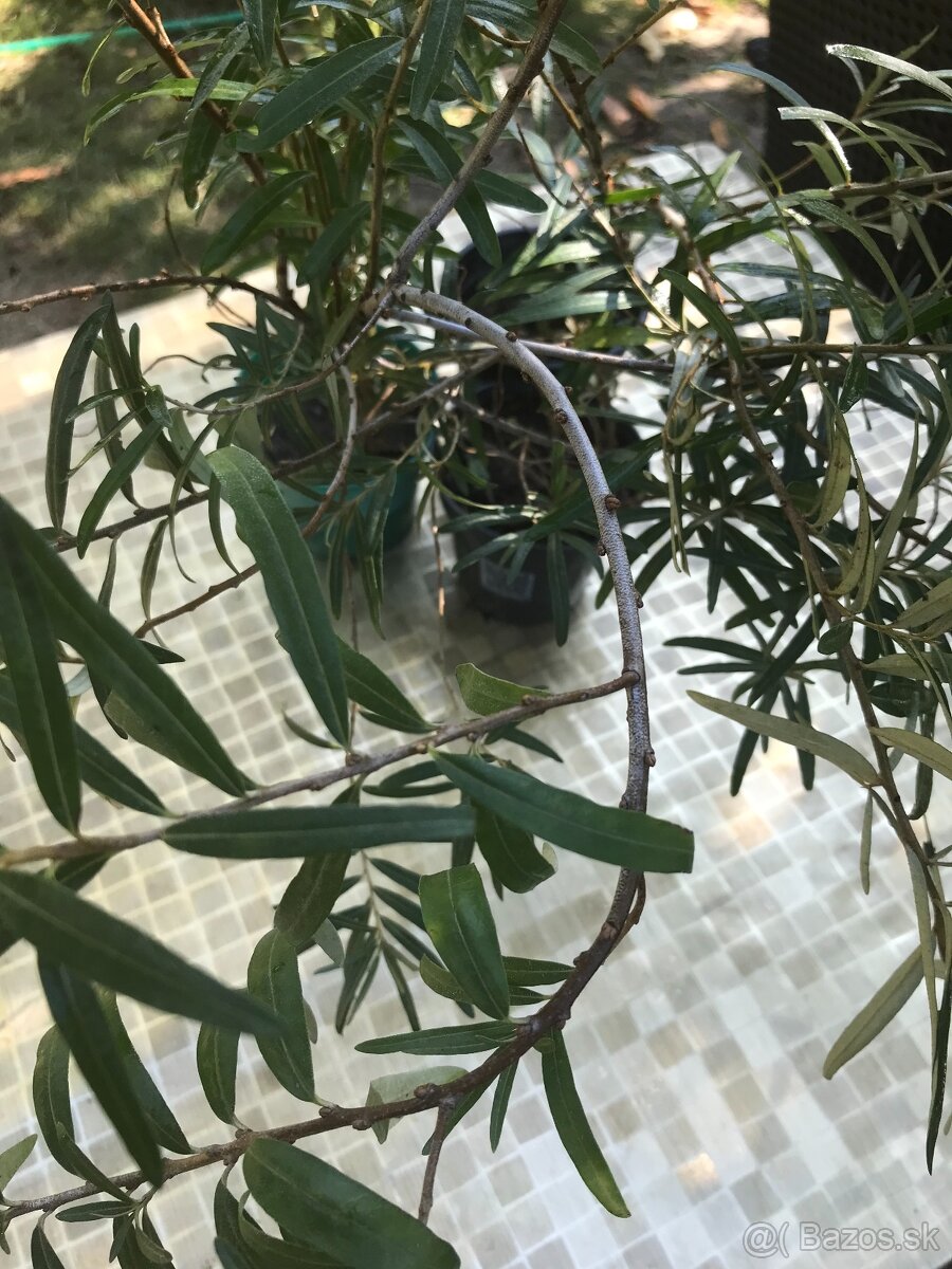 Predám RAKYTNÍK REŠETLIAKOVÝ, ker - 6