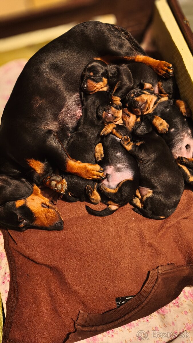 Jazvečík trpasličí - 6